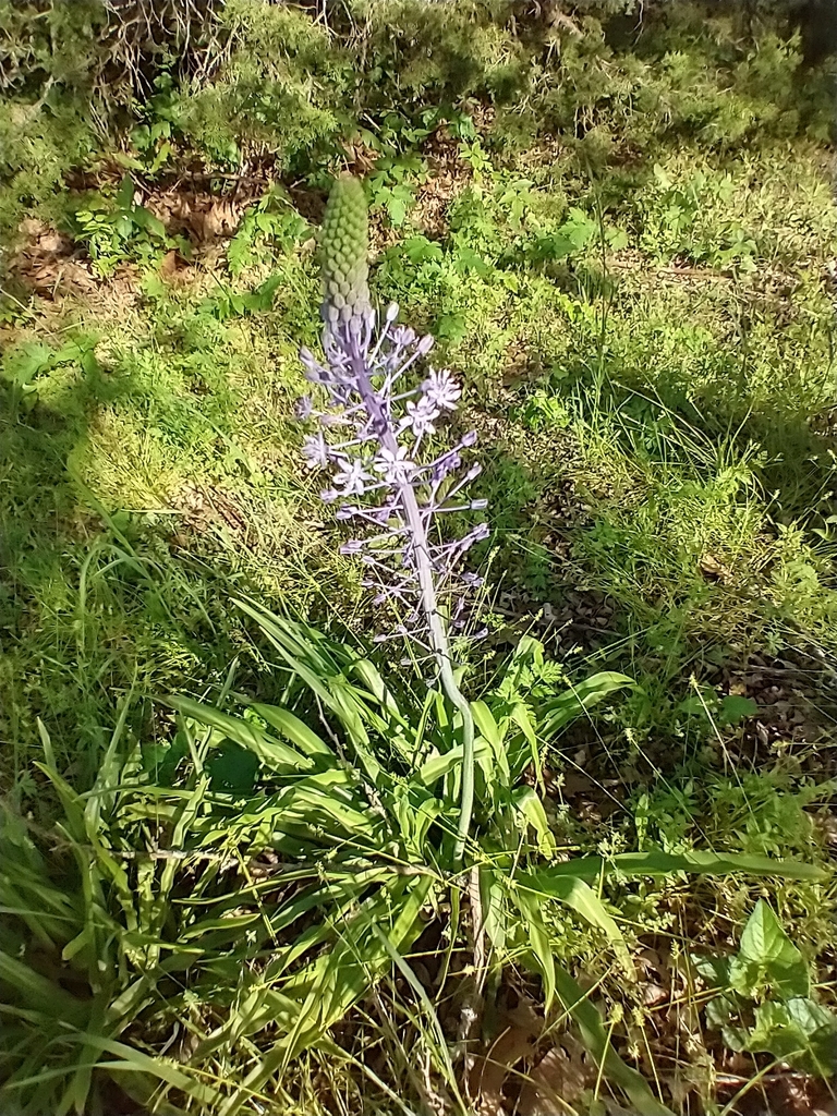Scilla hyacinthoides, Tehuacana, TX 76667, USA
