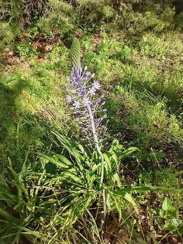 Scilla hyacinthoides
