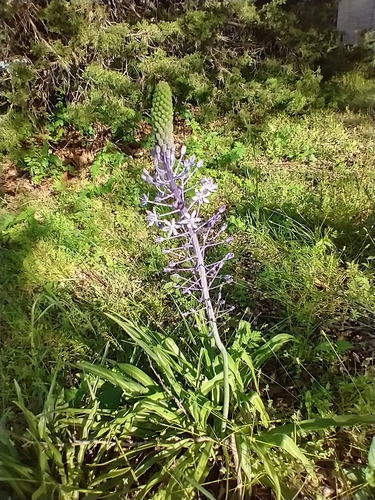 Scilla hyacinthoides