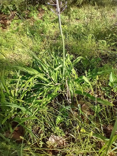 Scilla hyacinthoides