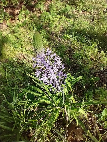 Scilla hyacinthoides