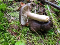 Lactarius kauffmanii