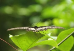 Pachliopta pandiyana