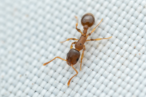 Temnothorax rudis
