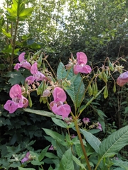 Impatiens glandulifera