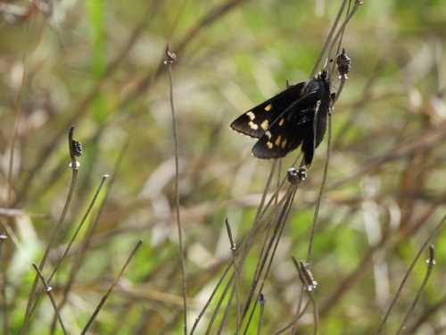 Strecker's Giant-Skipper