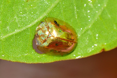 Charidotella
