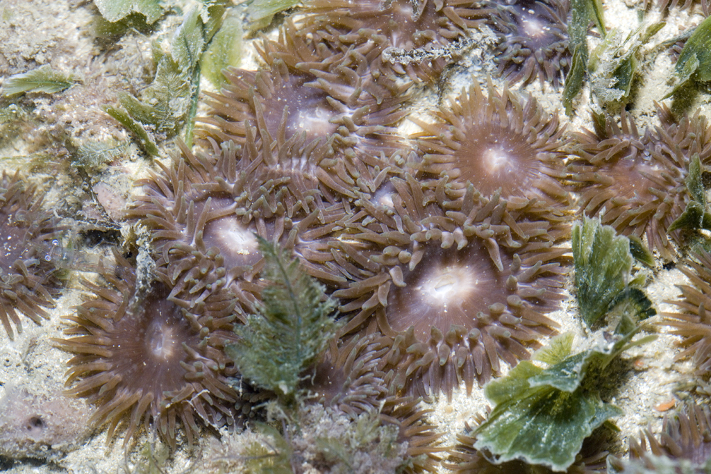 Mesactinia