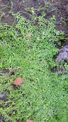 Callitriche cophocarpa