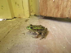 Lithobates chiricahuensis