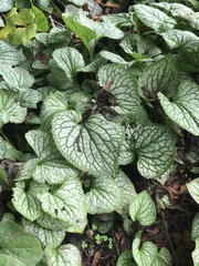 Brunnera