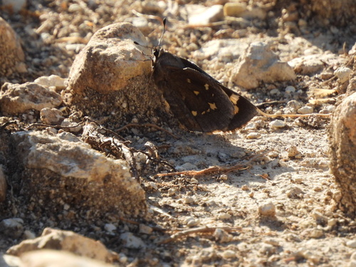Strecker's Giant-Skipper photo 5