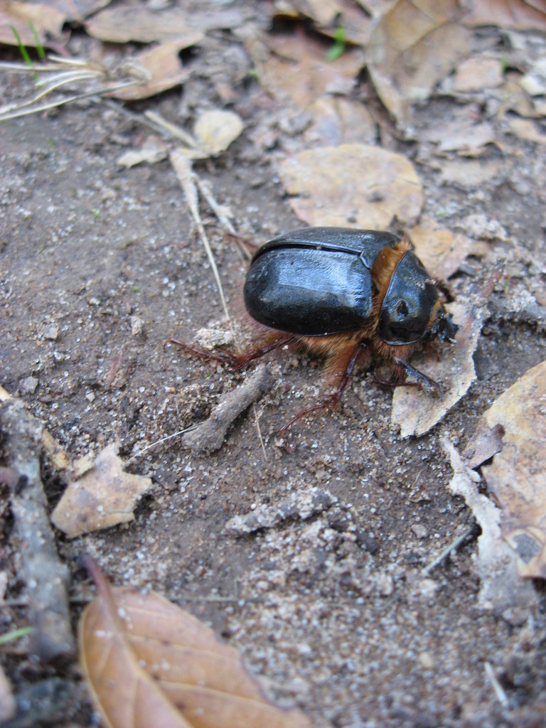 Santa Cruz Rain Beetle