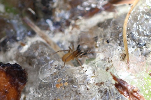 Trabeops aurantiacus photo 4