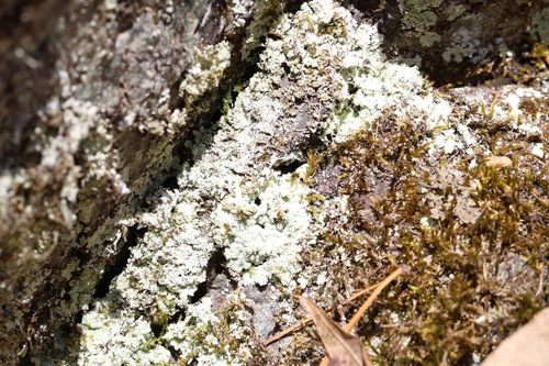 Lepraria