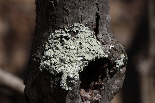 Parmelioideae