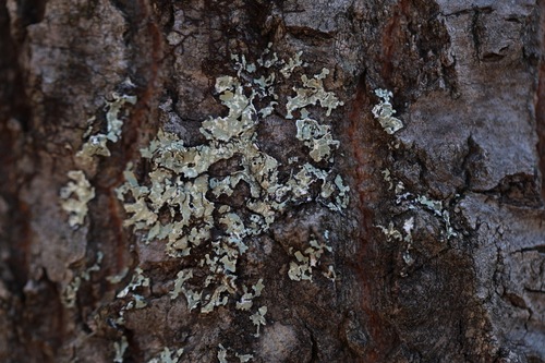Parmelioideae