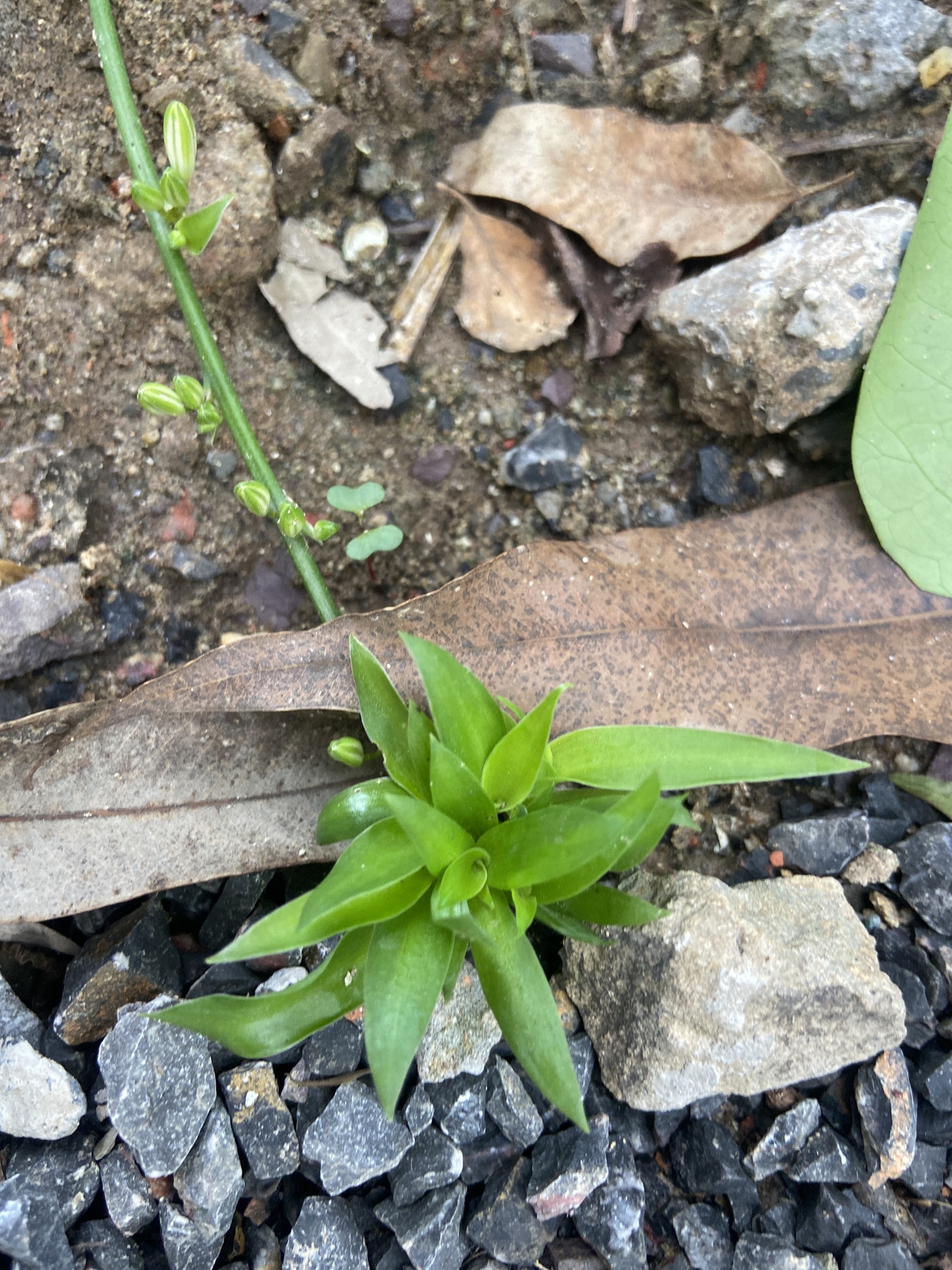 Callisia fragrans (Callisia fragrans)