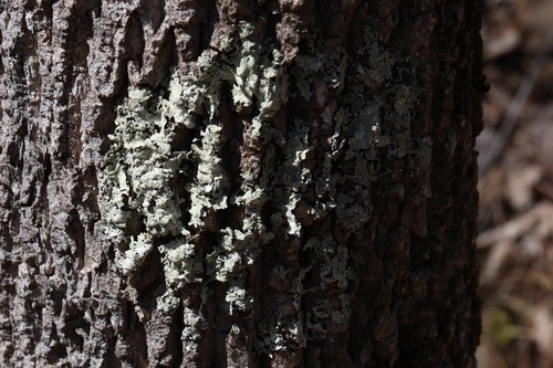 Parmelioideae
