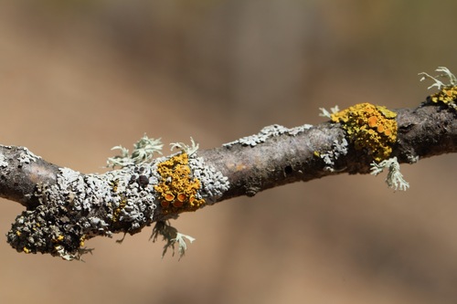 Xanthomendoza hasseana