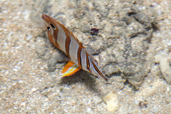 Chelmon rostratus