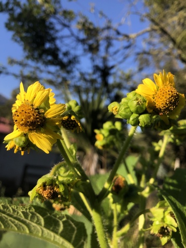Foto de Almeirão-de-árvore