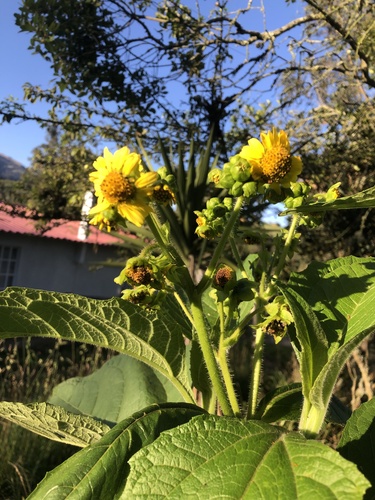 Foto de Almeirão-de-árvore