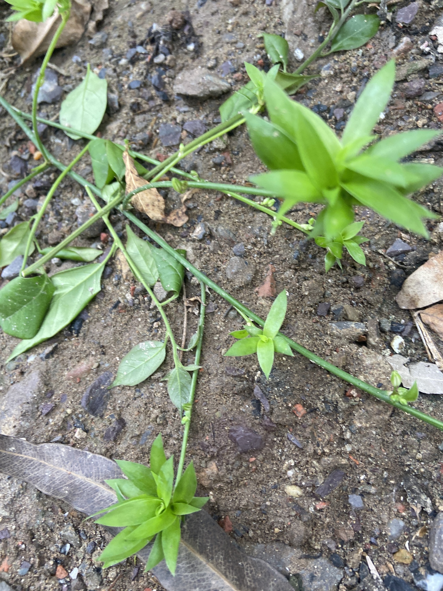 Callisia fragrans — ảnh 2