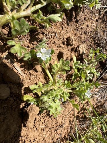 Littlefoot nemophila (Nemophila pedunculata)
