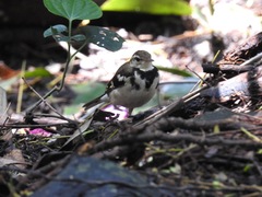 Dendronanthus indicus