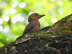 Micropternus brachyurus