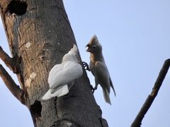Cacatua goffiniana