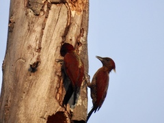 Chrysophlegma miniaceum