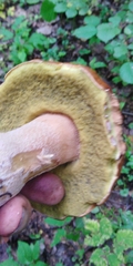 Boletus betulicola
