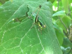 Eupholidoptera chabrieri