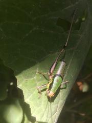 Eupholidoptera chabrieri