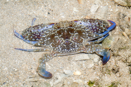 Portunus pelagicus (Linnaeus, 1758)
