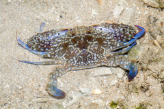 Sand Crab