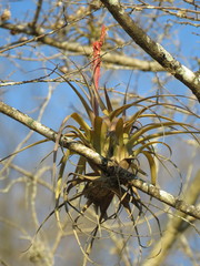 Tillandsia belloensis