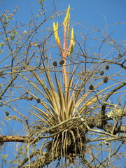 Tillandsia inopinata