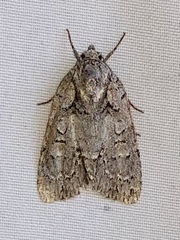 Acronicta modica