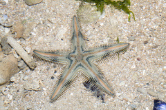 Astropecten indicus