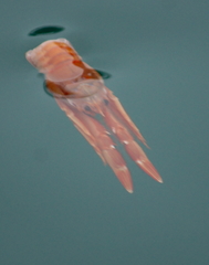 Grimothea planipes