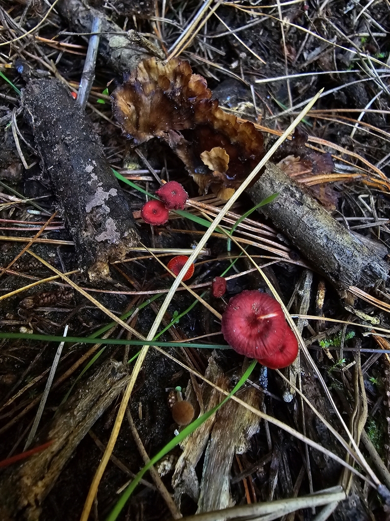 Cruentomycena viscidocruenta · April 2025 · photo: © xmahliax (iNaturalist, cc-by-nc)