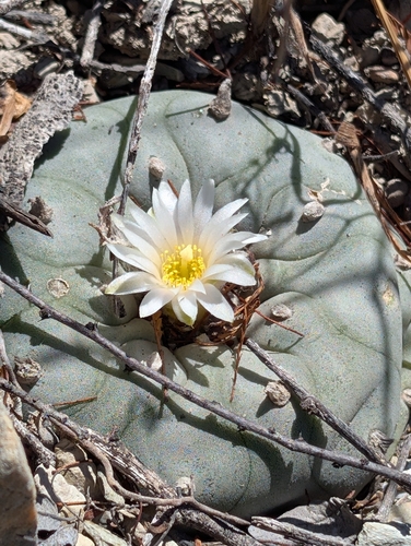 Lophophora diffusa