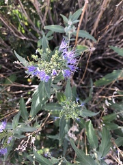 Caryopteris