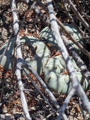 © Aron René Kirchhoff, some rights reserved (CC-BY-NC)