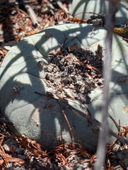 © Aron René Kirchhoff, some rights reserved (CC-BY-NC)