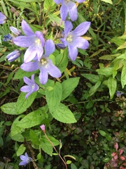 Campanula lactiflora