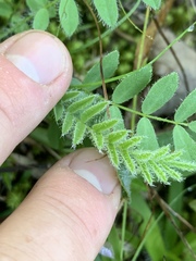 Astragalus tennesseensis